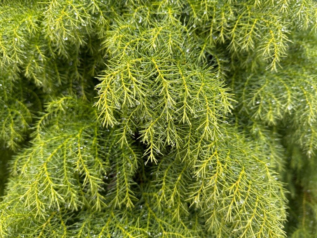 女子旅にぴったりの自然豊かな宿おすすめは？